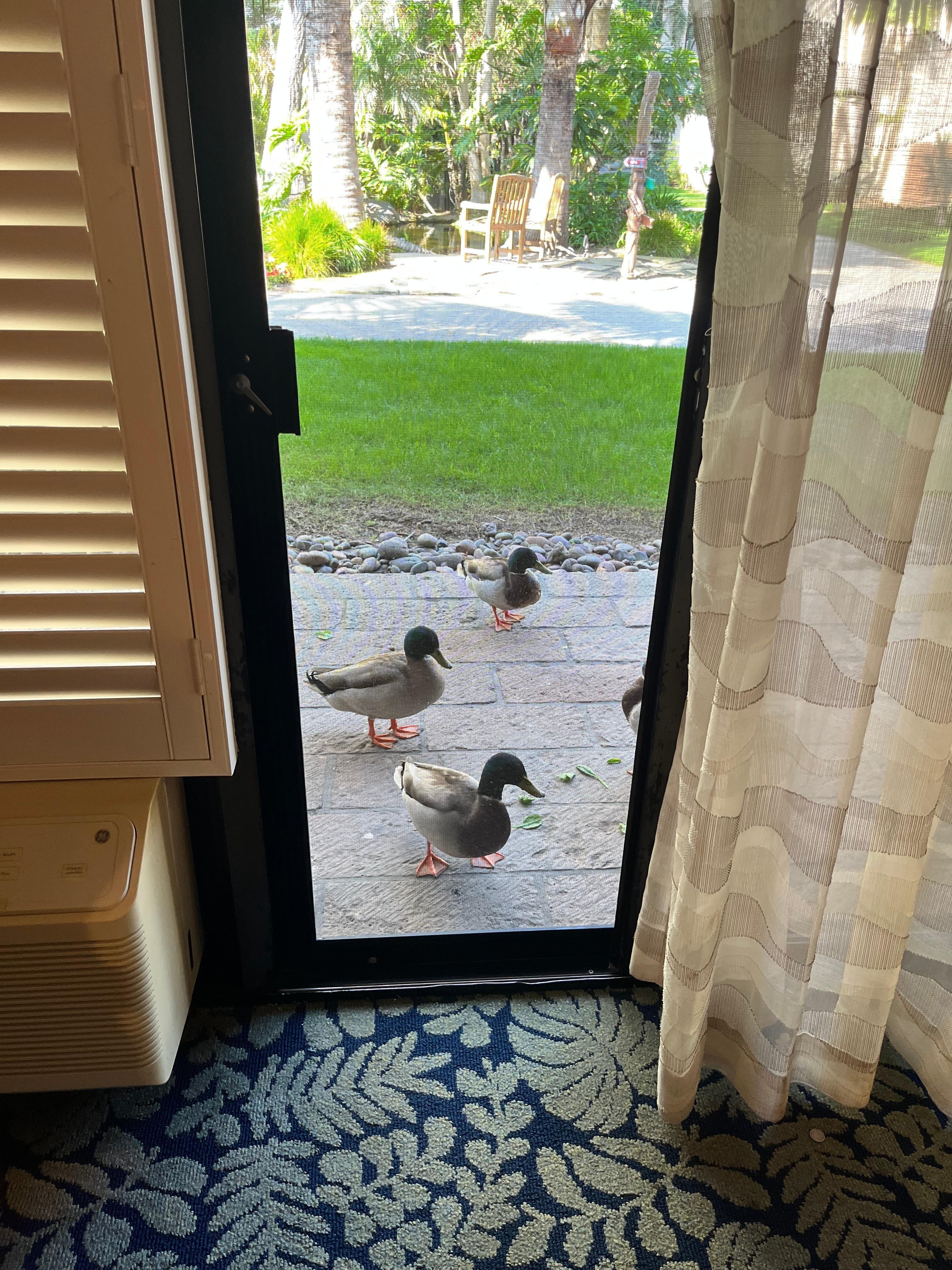 Ducks hanging out at our door. 