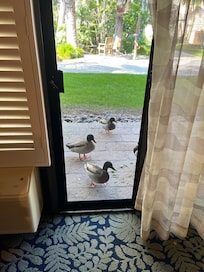 Ducks hanging out at our door.