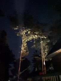 Night shots of the trees