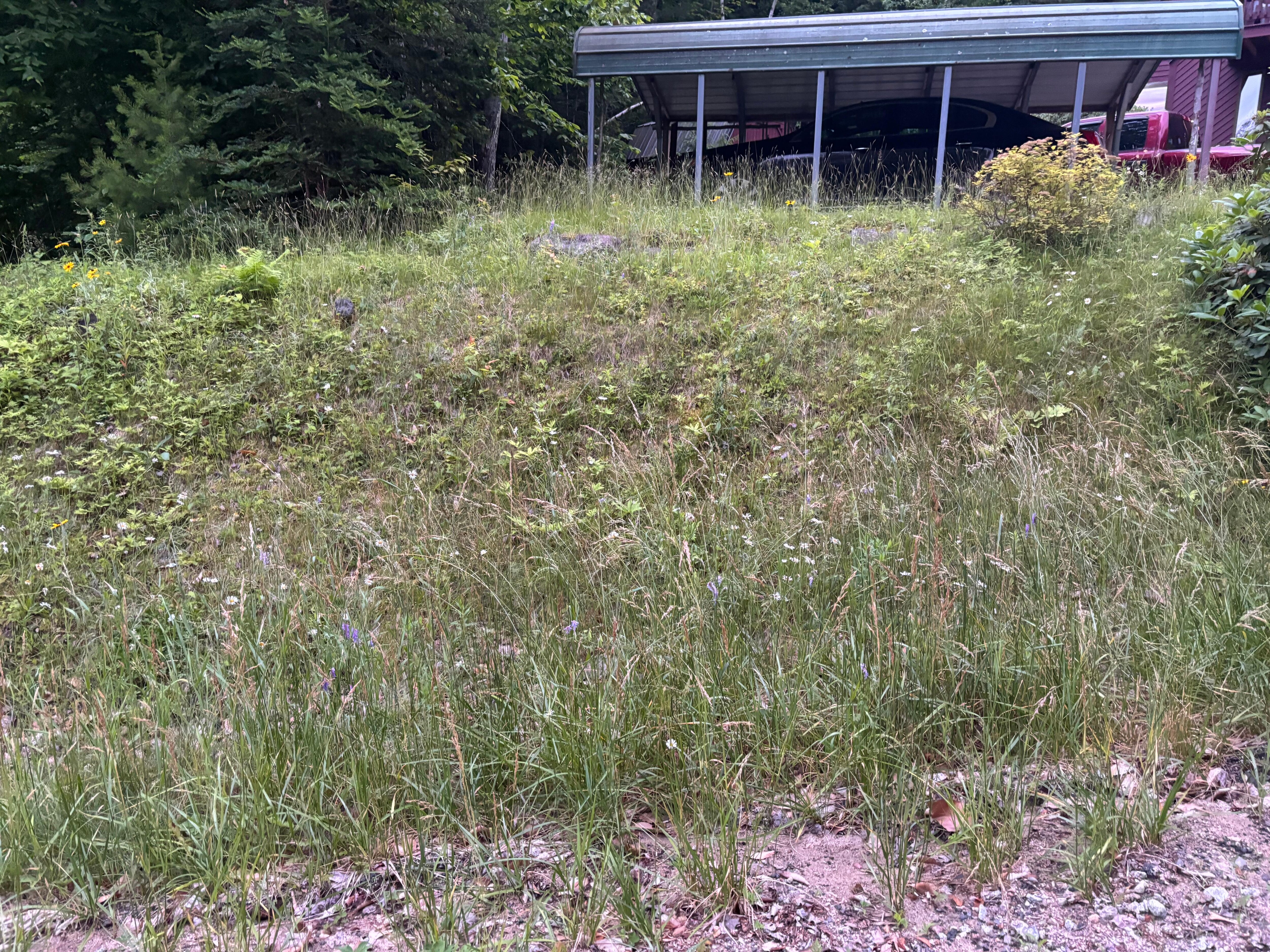 Not mowed