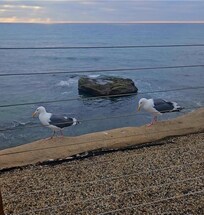 Birds even come to say hi.