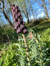 A Persian lily in the garden. GOrgeous!