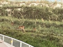 Deer grazinf