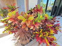 Beautiful vegetation