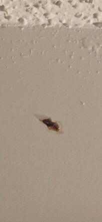Dead roach near ceiling
