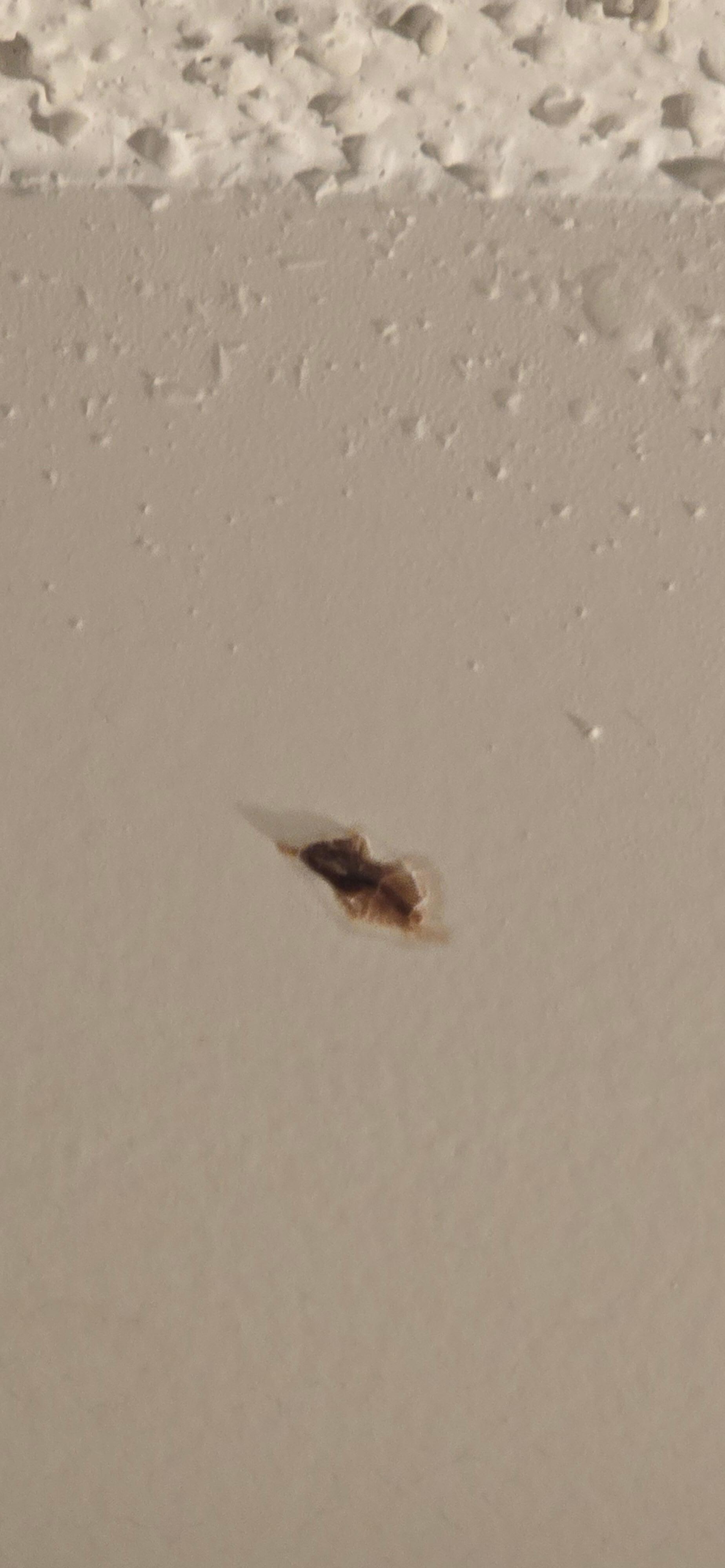 Dead roach near ceiling 