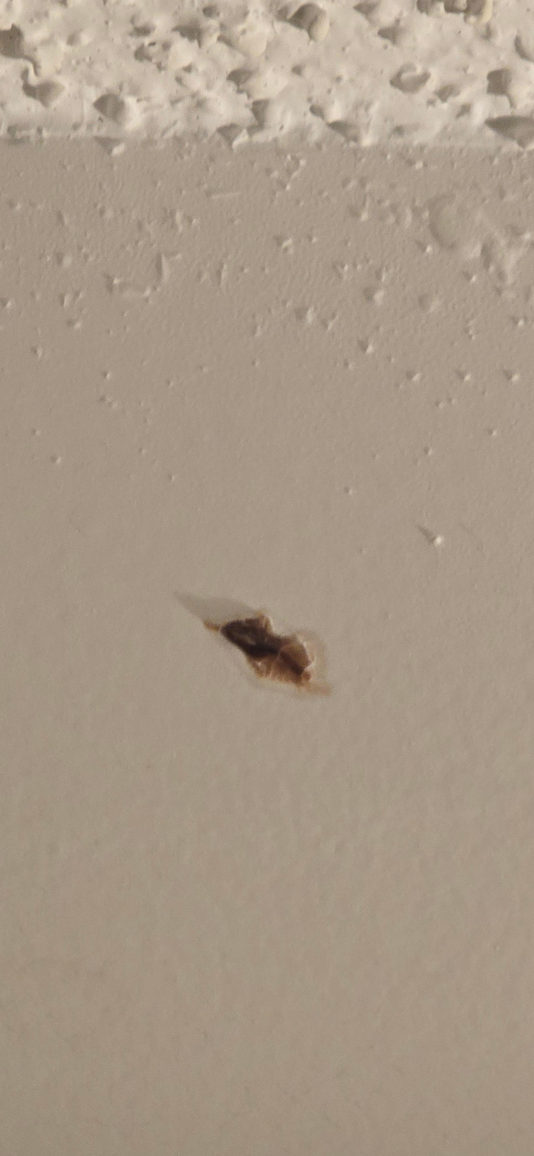 Dead roach near ceiling