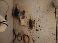 Mold under the sink
