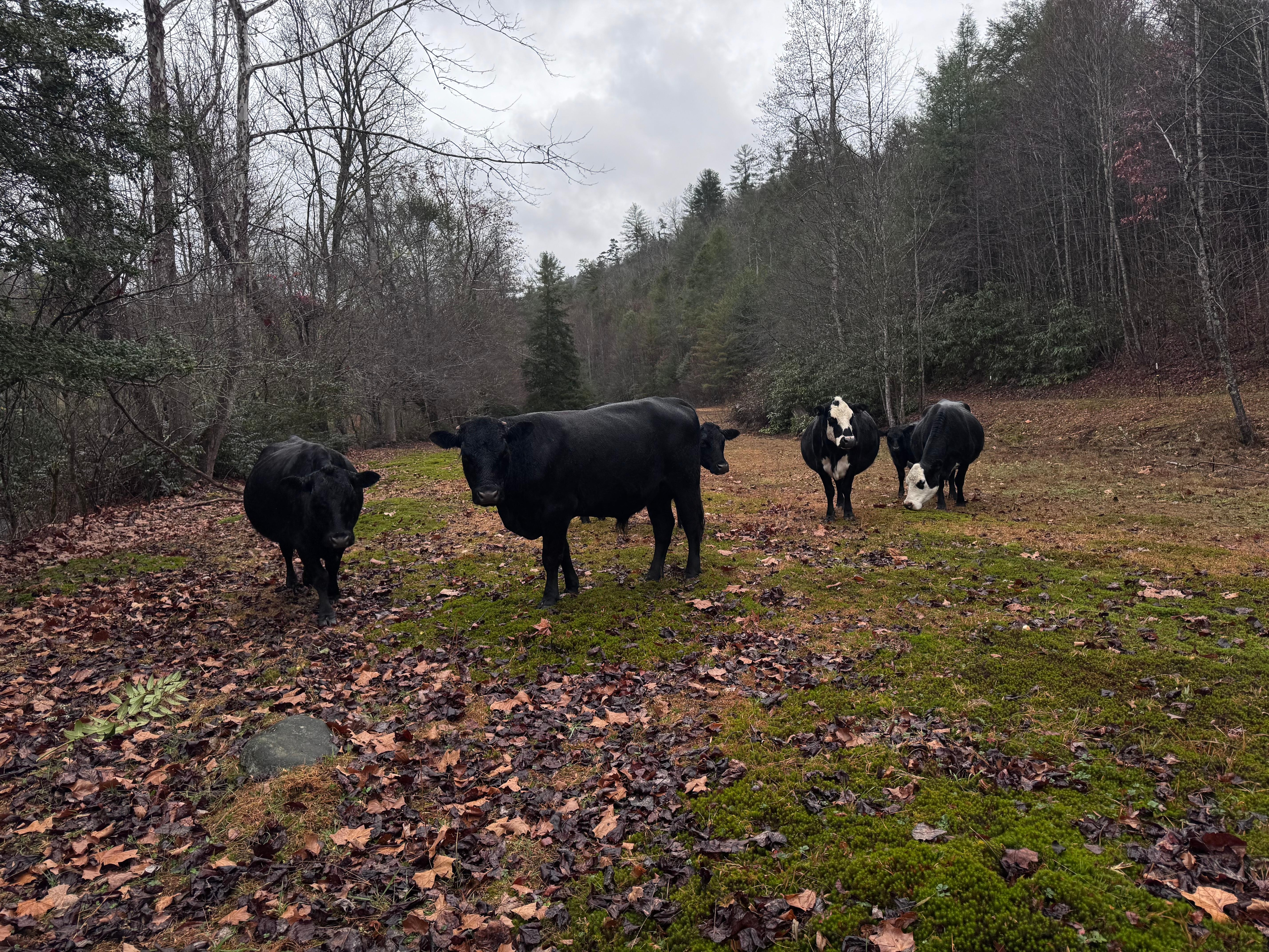 The neighbors morning walk 💕💕