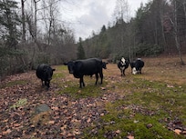 The neighbors morning walk 💕💕