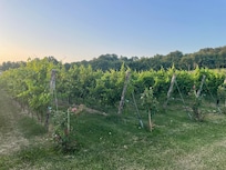 Vineyard