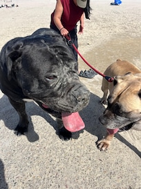 My wife Lorelei with Odin and Dru at the dog beach in San Diego.
