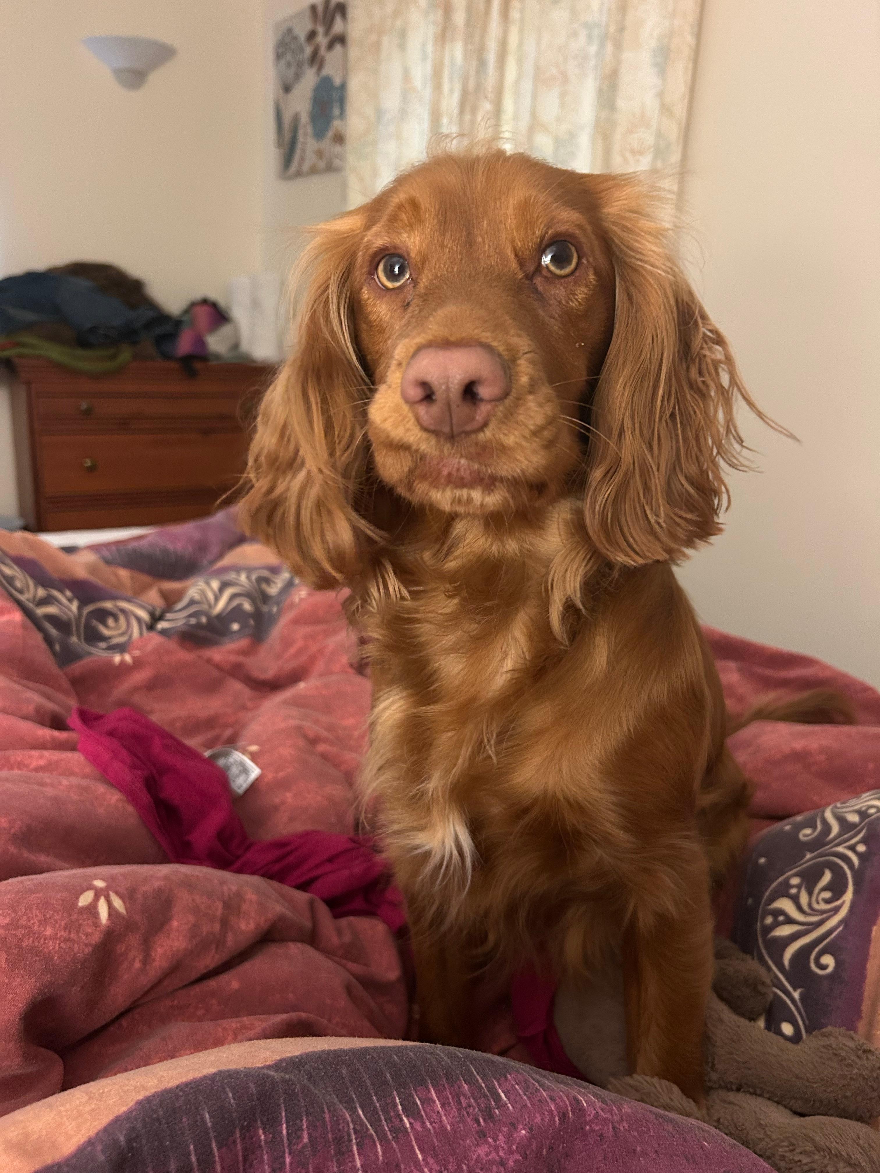 The happiest puppy in the world and amazing in this house.