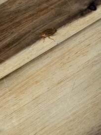 Cockroach on the countertop