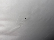 Bed bud poop stain