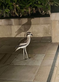 Curlew