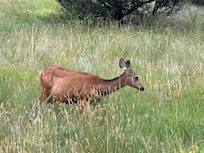 Wildlife abounding
