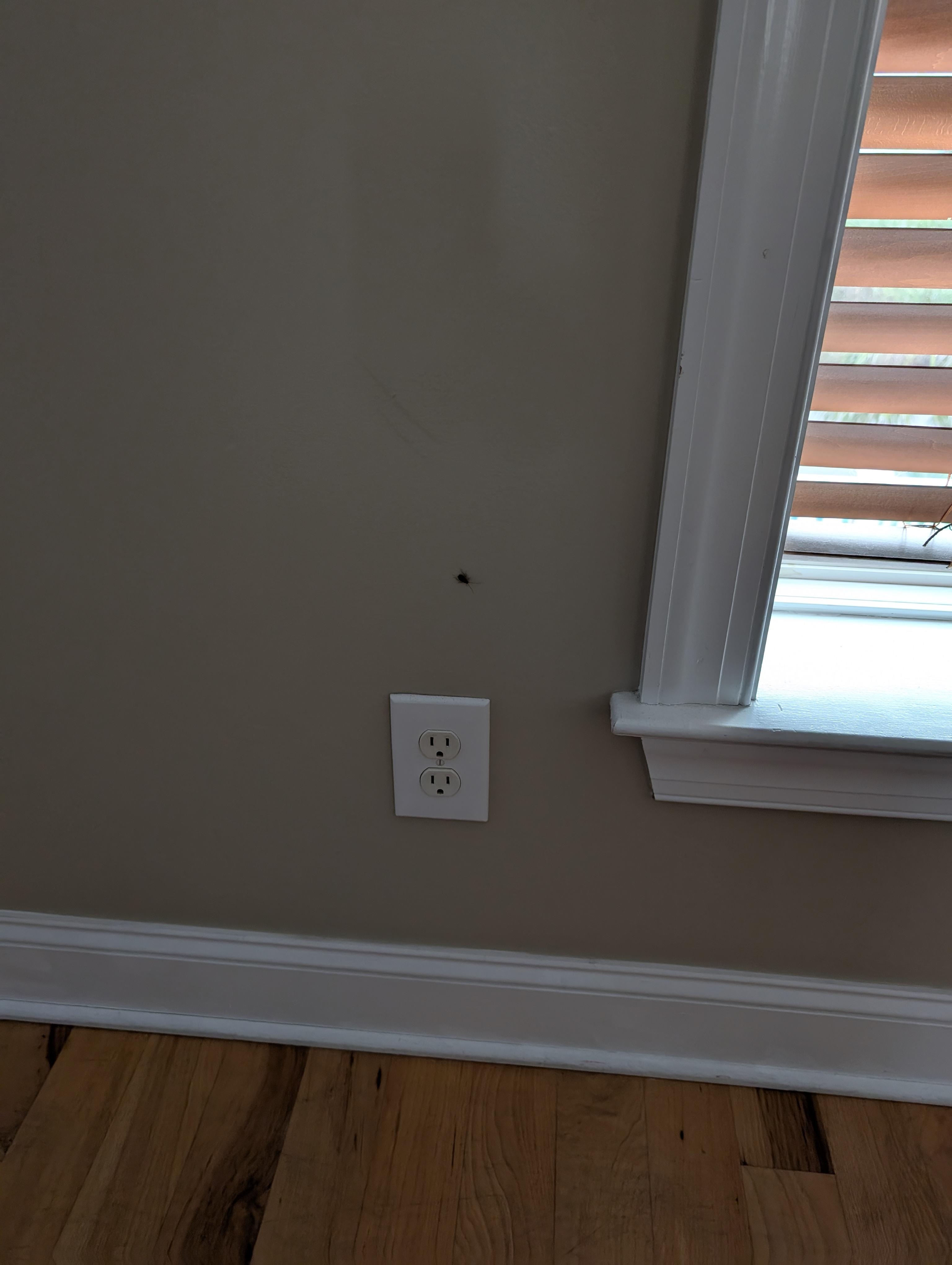 Cockroaches crawling on the wall of the downstairs master bedroom.