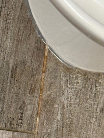 Dried urine on floor