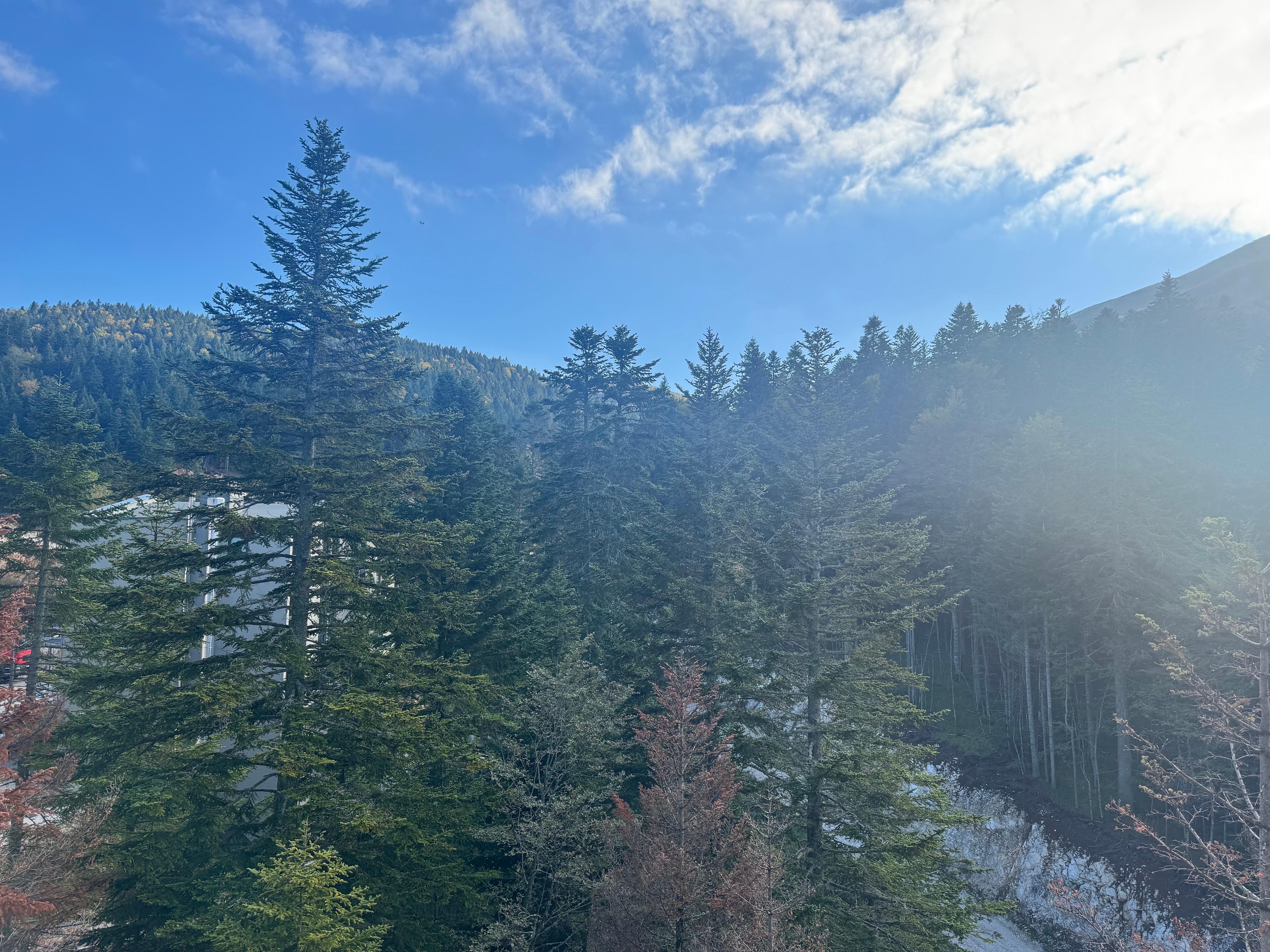 Mountain and forest view 