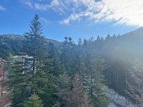 Mountain and forest view