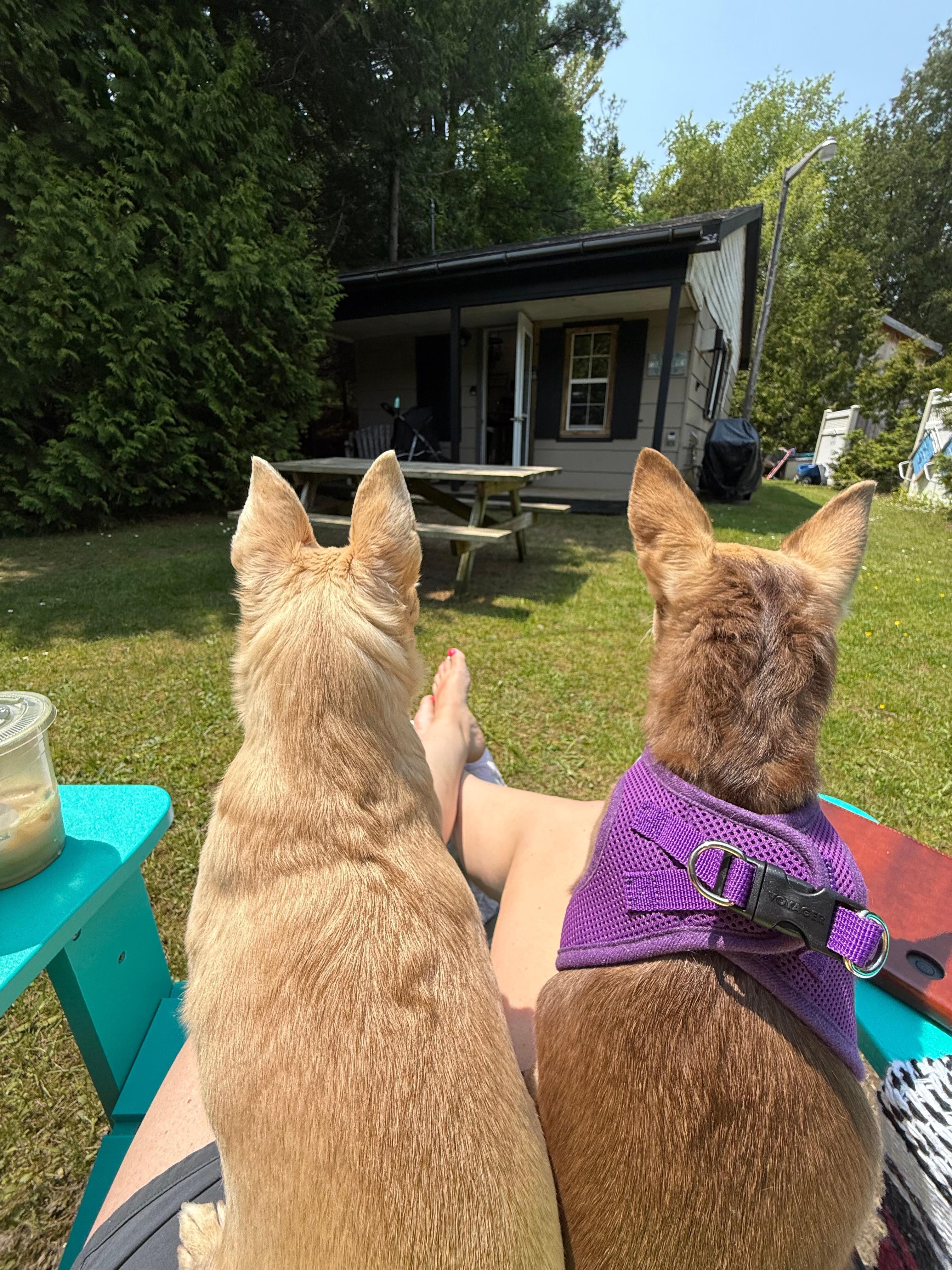 The front of the very dog-friendly cabin. 