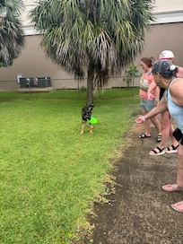 Happy Puppy and lots of room to run.
