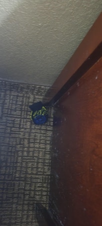 previous guest socks