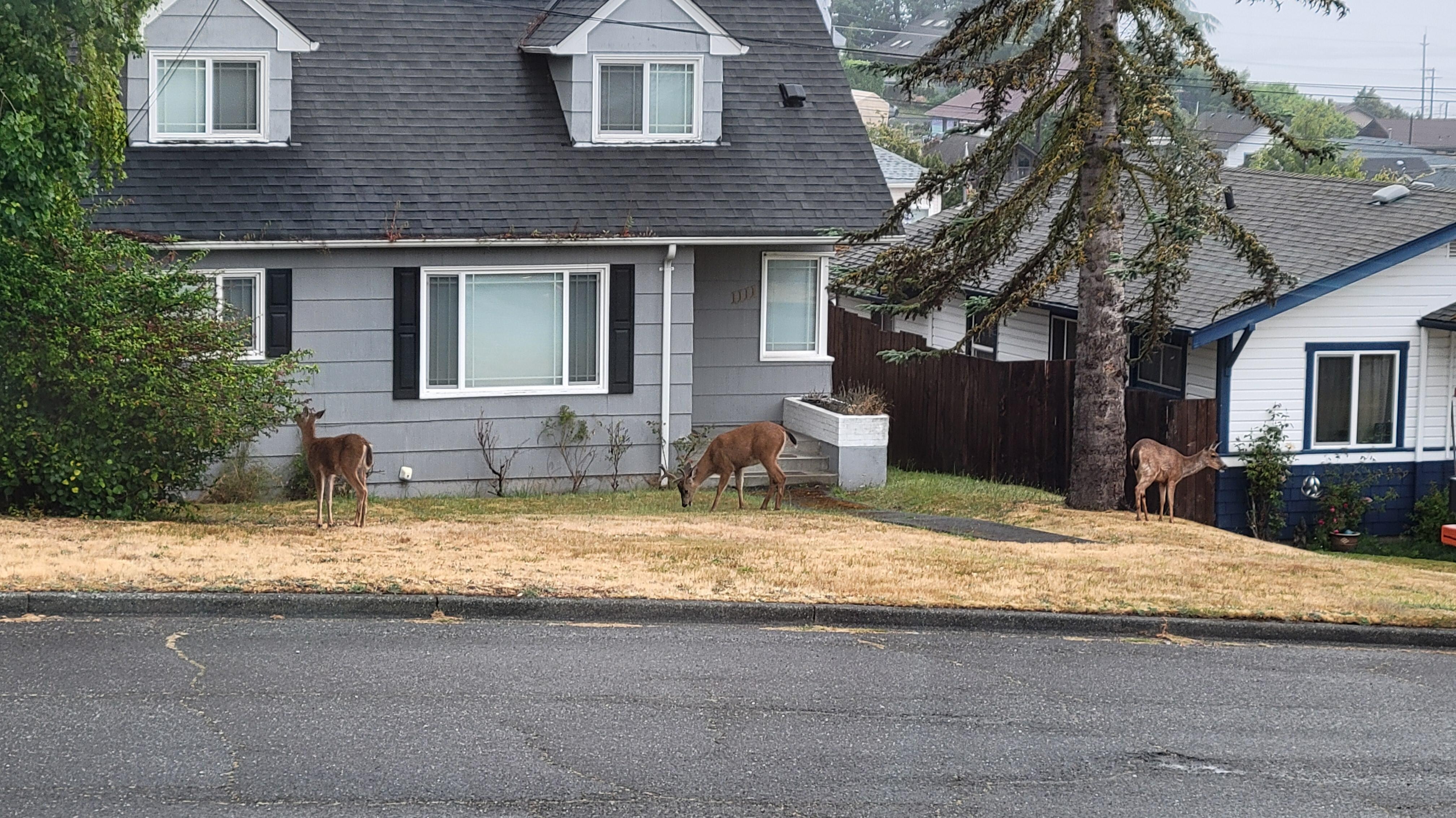 We saw deer and bunnies every morning (this is the neighbor's yard, view from the living room)