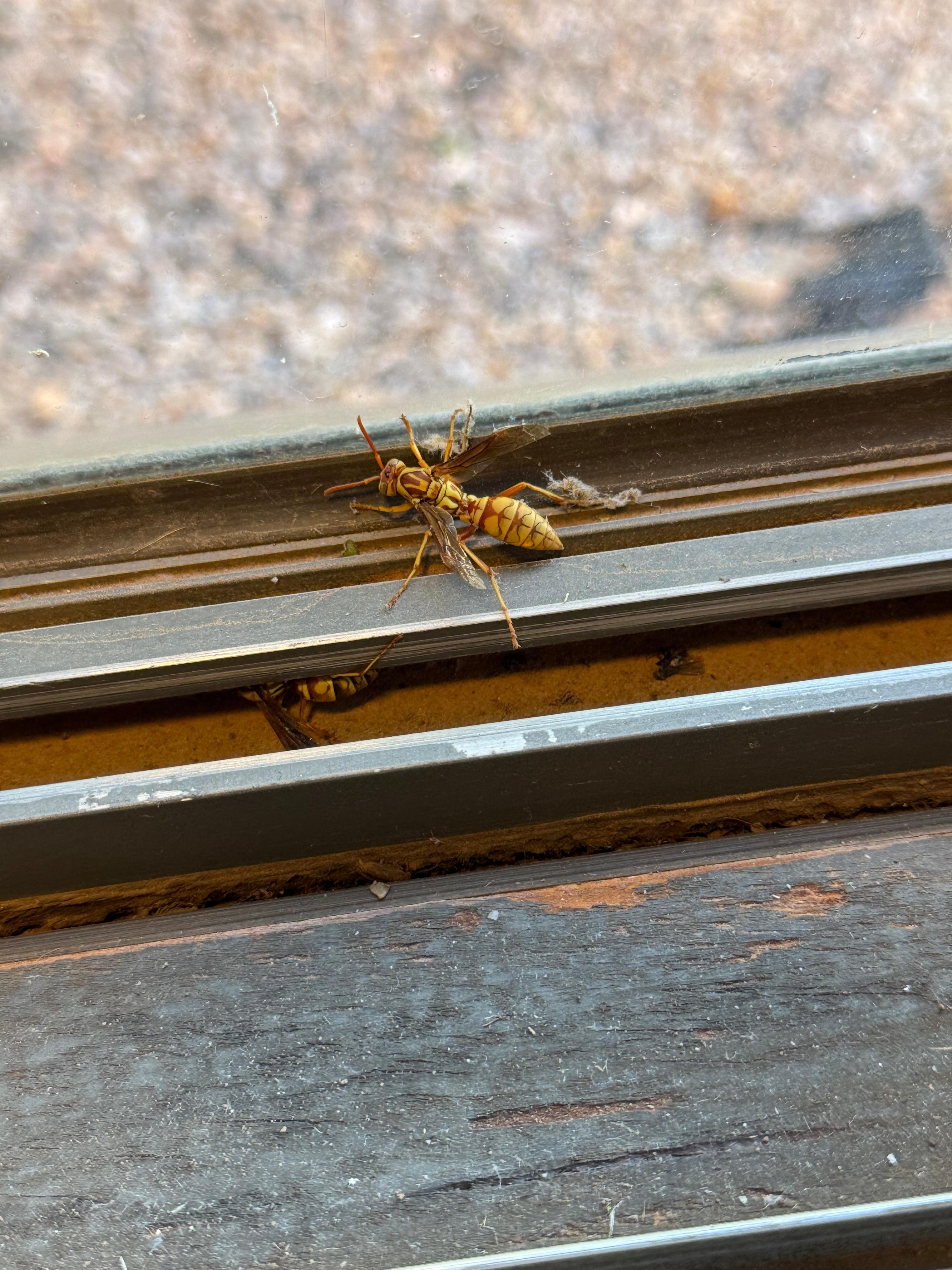 Wasp in the window 