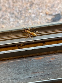 Wasp in the window