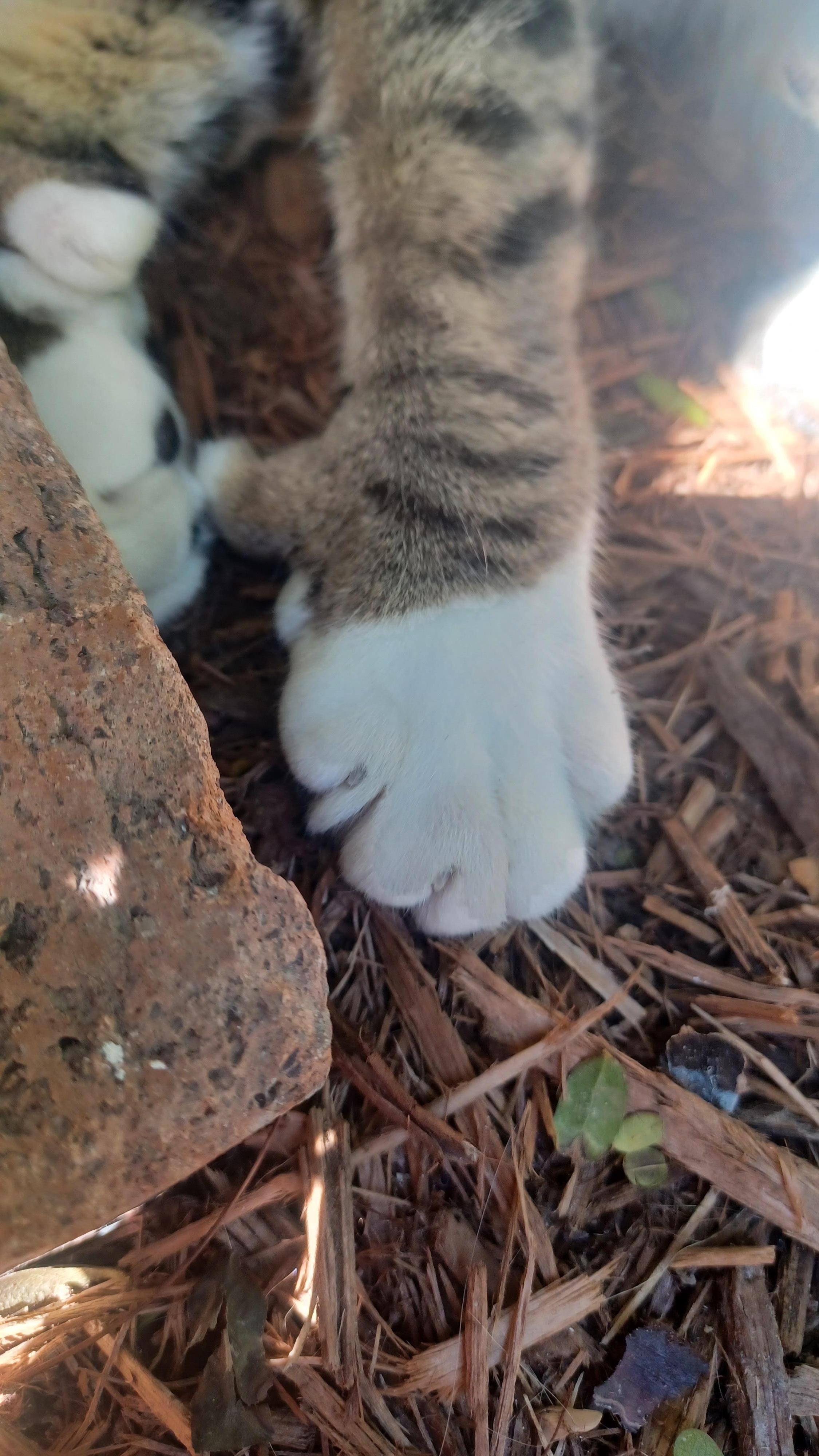 6 toe cats at Hemingway House, a must