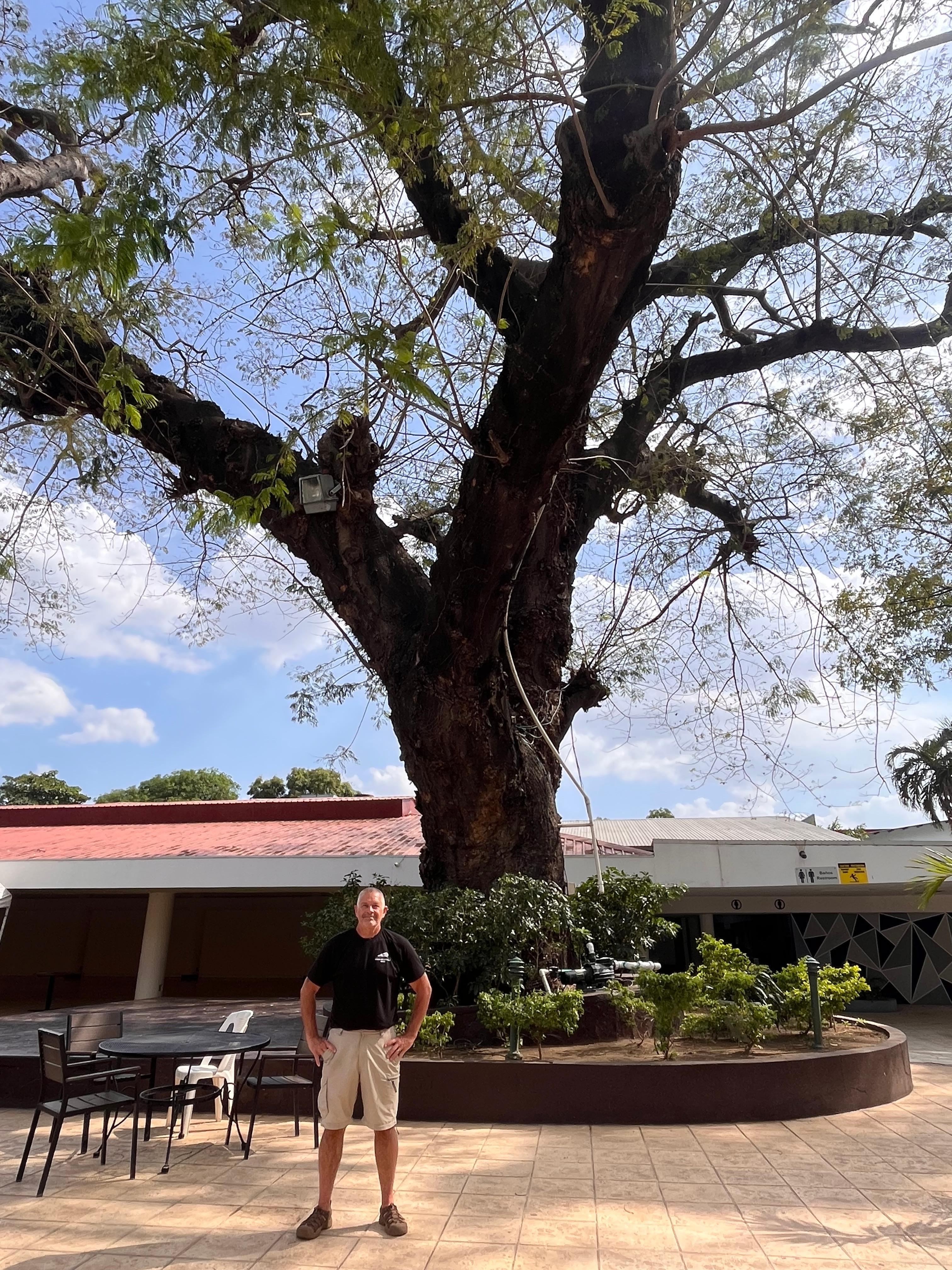 This tree witnessed. A very significant event during the 1990’s an agreement to disarmament of political rivals , paving the way for peaceful healing 