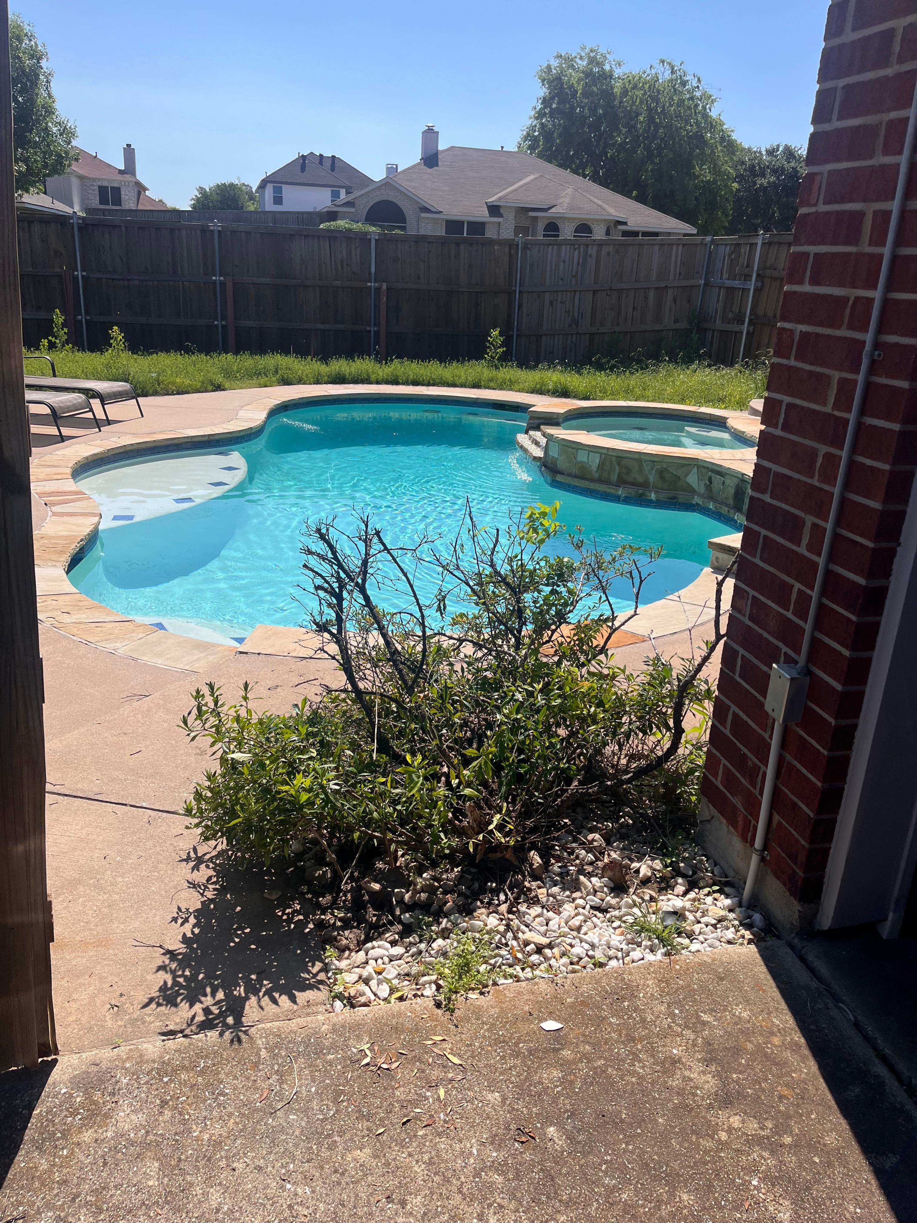 Backyard weeds
