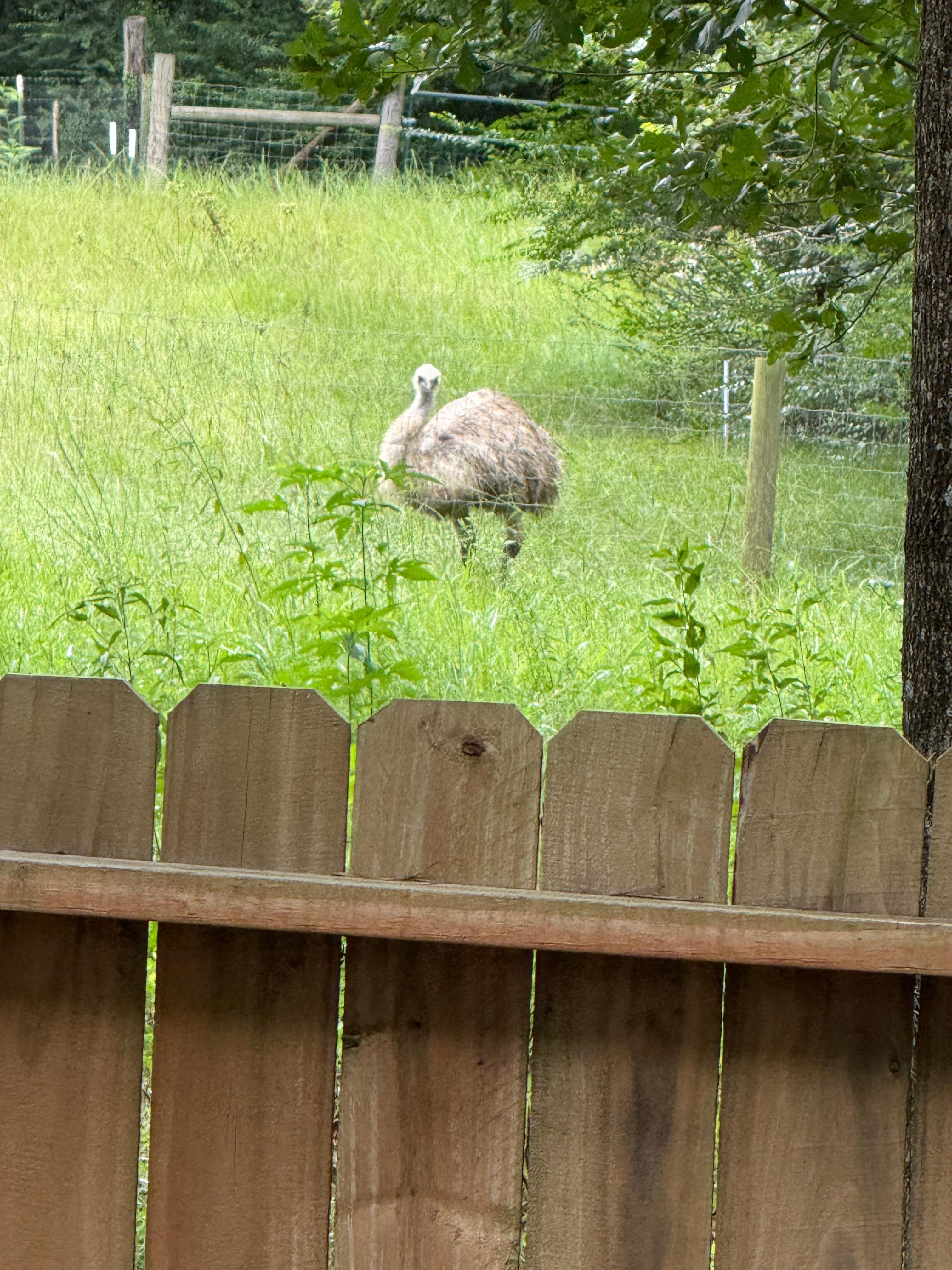 Emu neighbor!