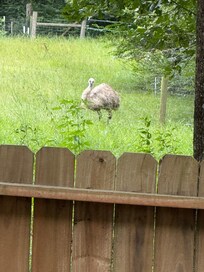 Emu neighbor!
