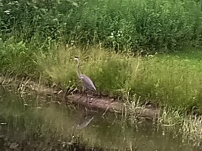 Blue heron at the pond!