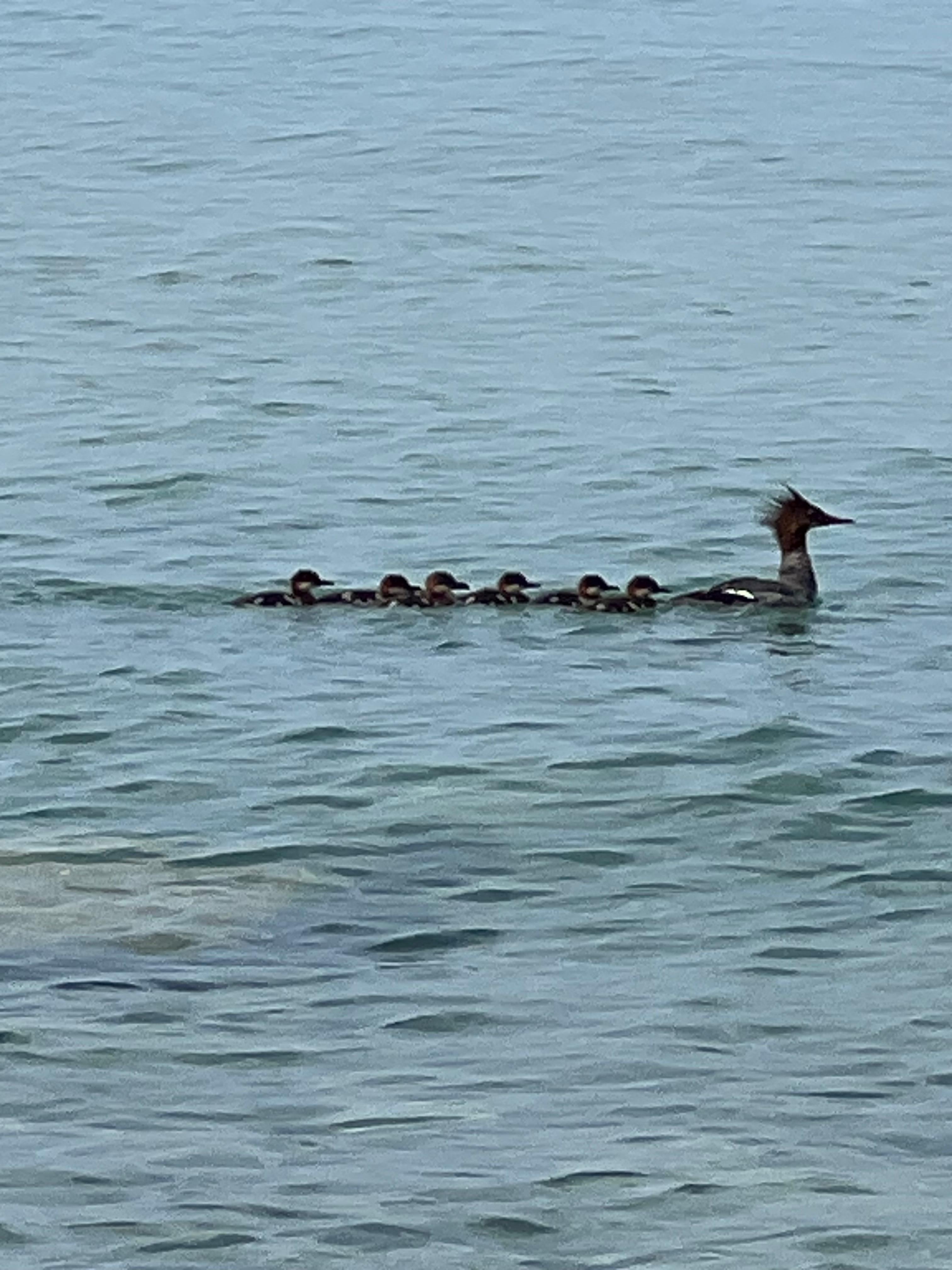 Red-breasted Mergansers, a rare treat!