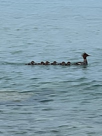 Red-breasted Mergansers, a rare treat!