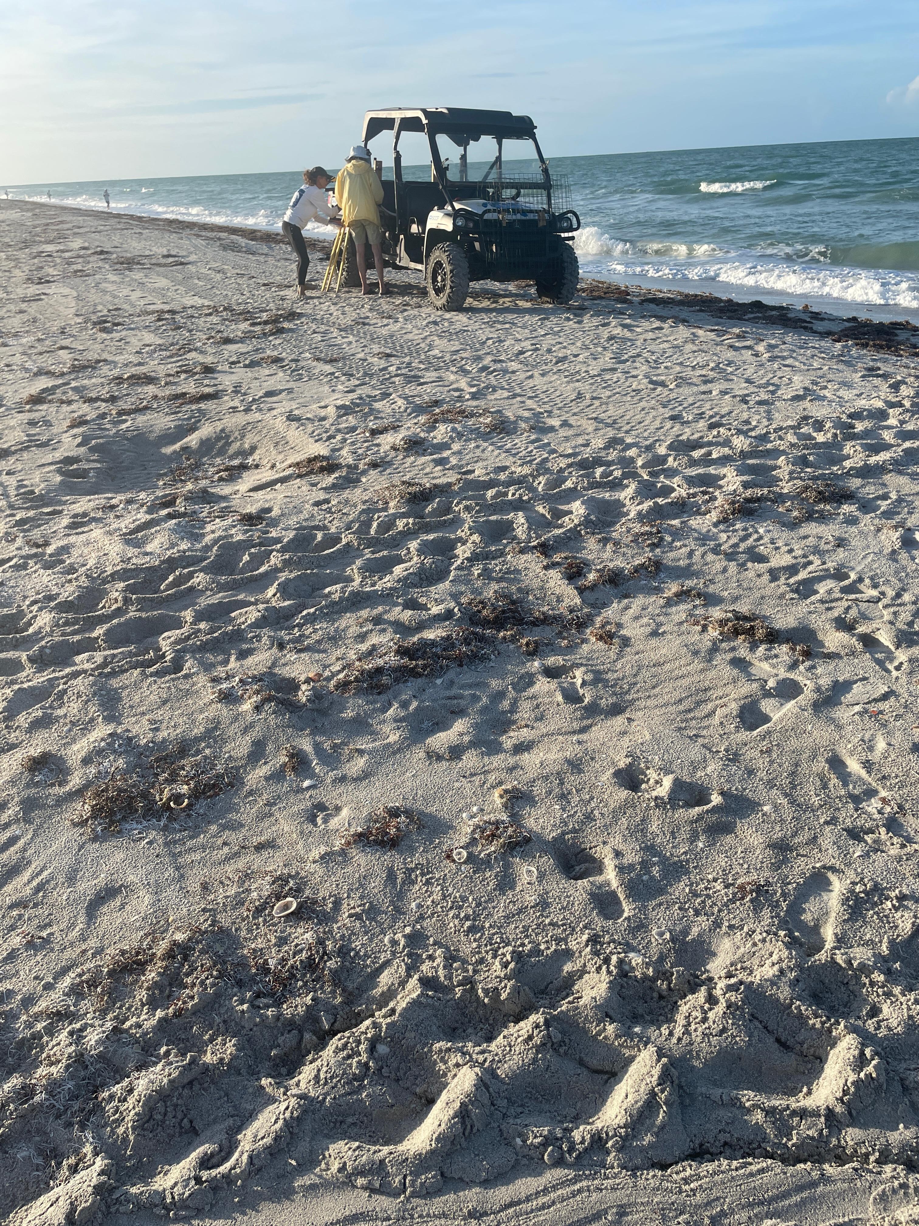 fresh turtle tracks