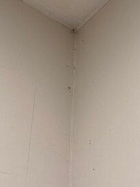Spiders