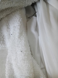 Bugs on the towel