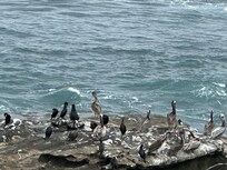 The cove