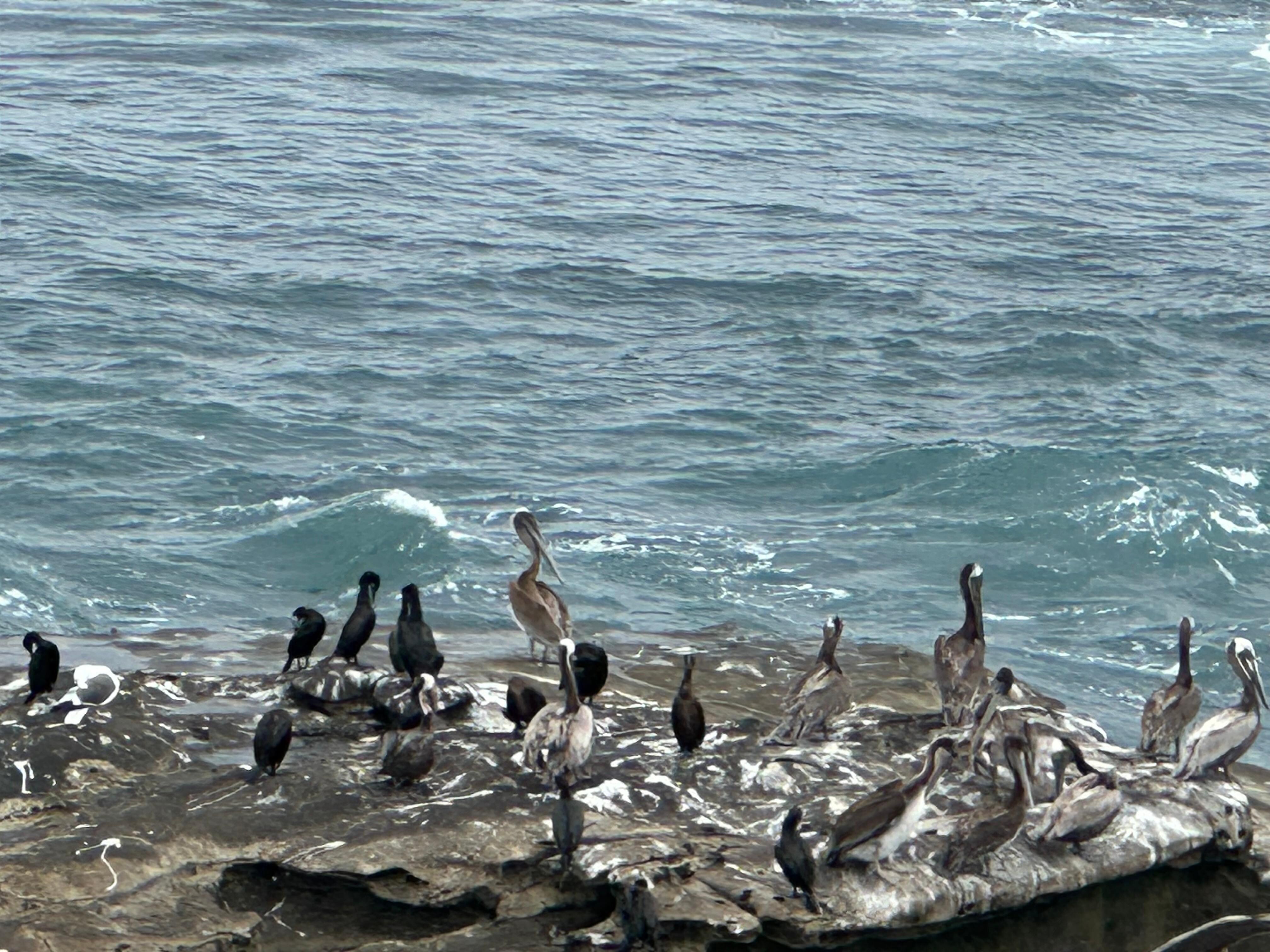 The cove