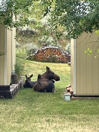 Saw moose in town