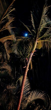 Looking out from the Lani