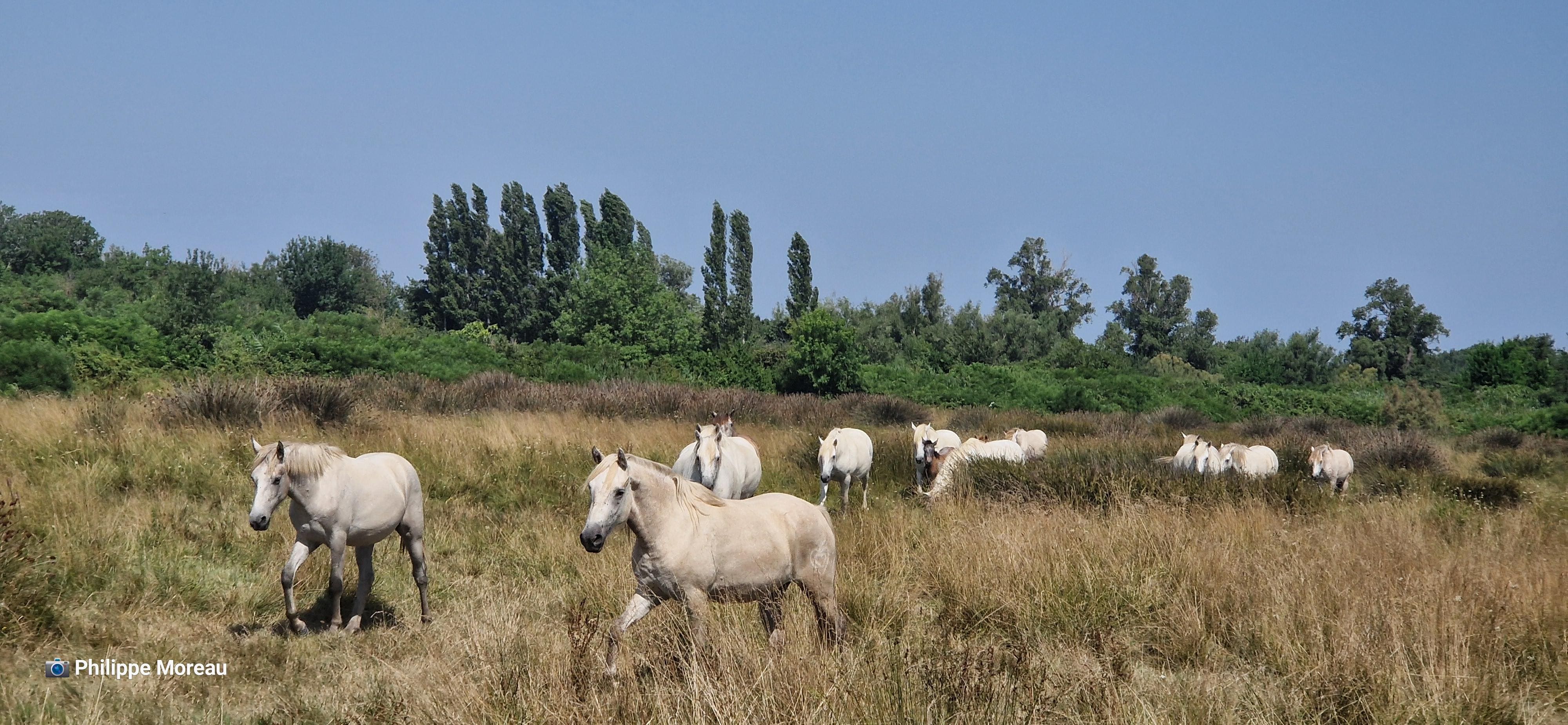 Le Mas du cheval Camargue