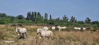 Le Mas du cheval Camargue