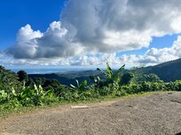 Visiting the rainforest only a 15min drive away!