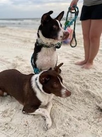 Beach boys!